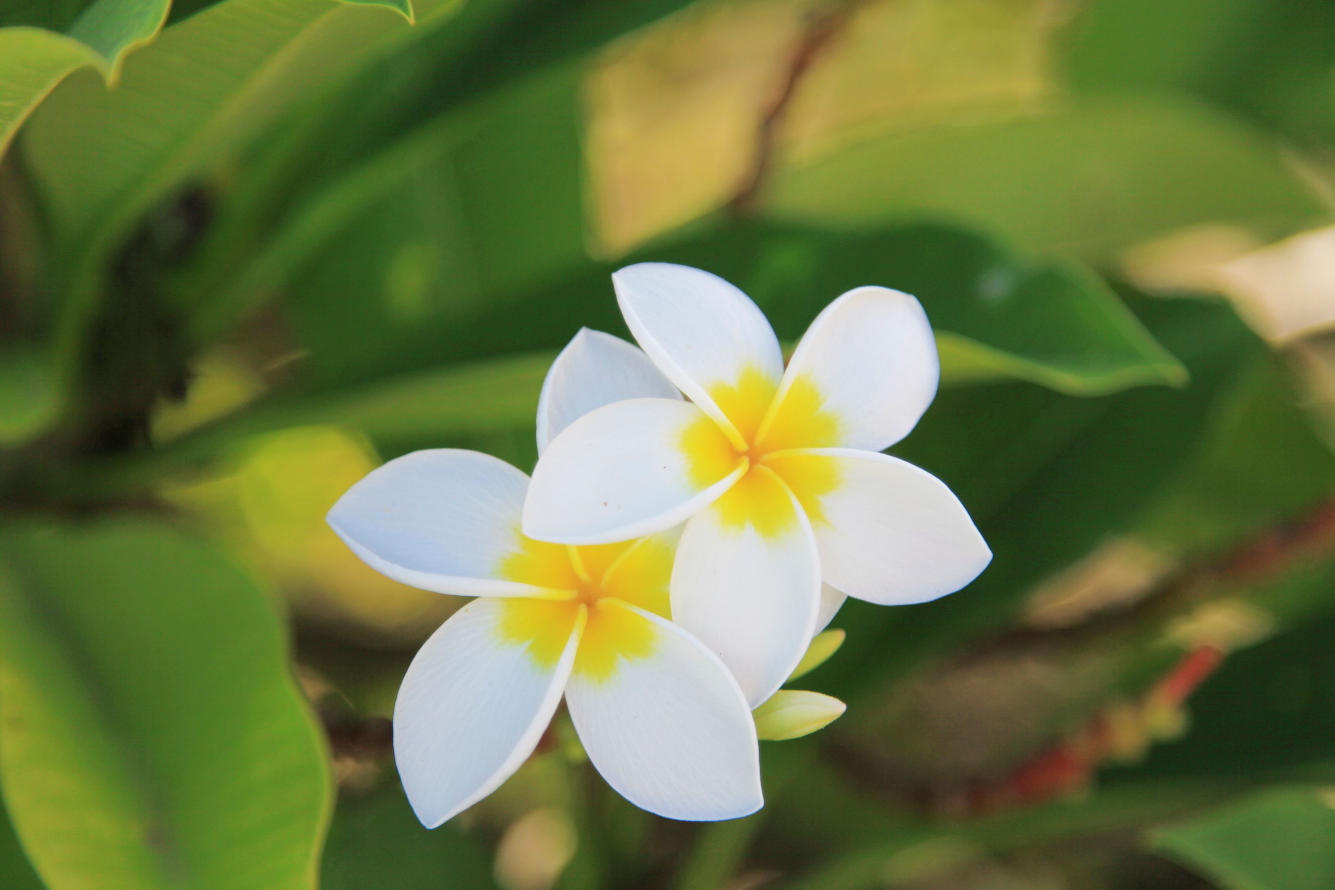 Frangipani Blüten im Ete Australe