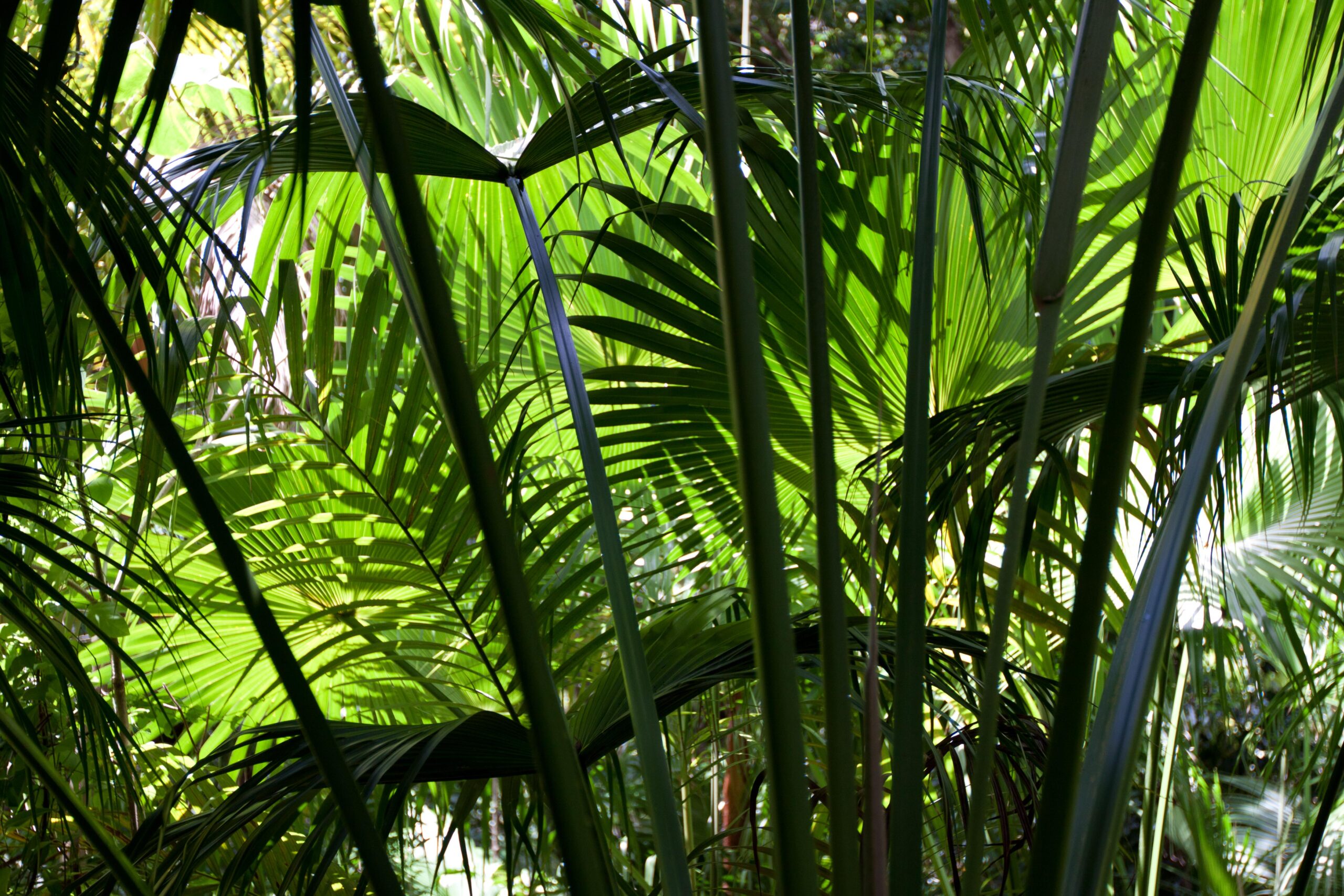 Wilder fruchtbarer Süden La Reunion