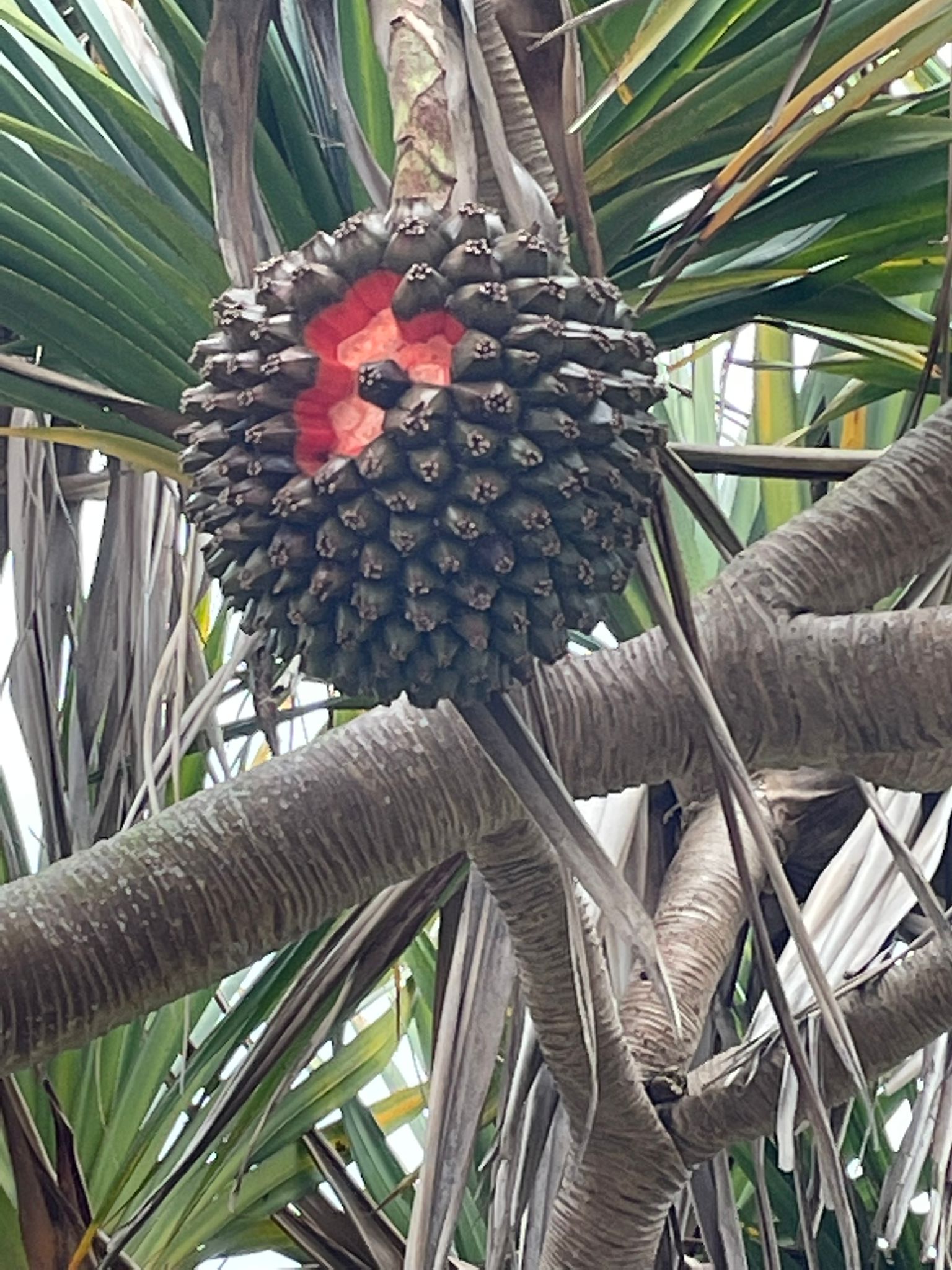 Vacoa am Dos D'Ane La Reunion